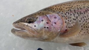 Камчатка. Зимняя рыбалка на микижу