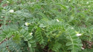 Как Выращивать  Нут В Домашних Условиях