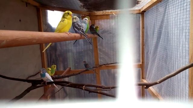 волнистики-молодежь