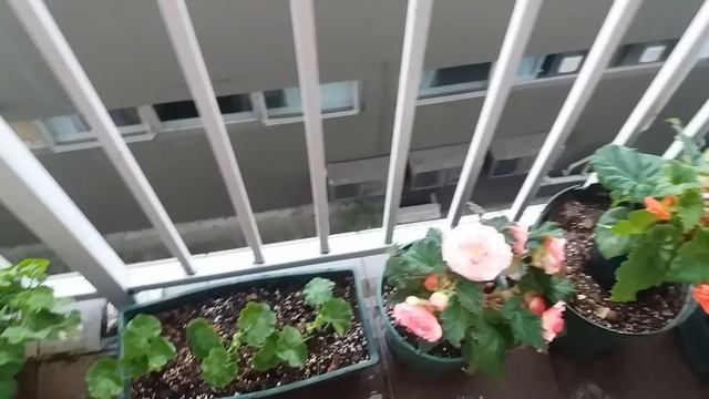 БЫЛ САДИК-ОГОРОДИК на БАЛКОНЕ, а СТАЛ ЦВЕТНИК смотреть онлайн