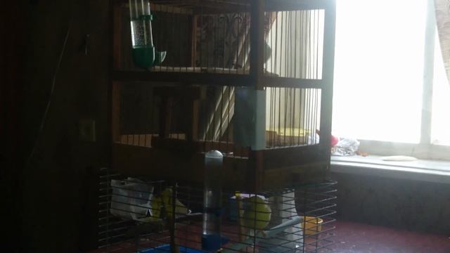 Пение канарейки! Как поет кенар Лимон? смотреть онлайн