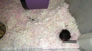 Хомяк Лелик укладывается спать🐹😴///ХОМЯК///ХОМЯКИ