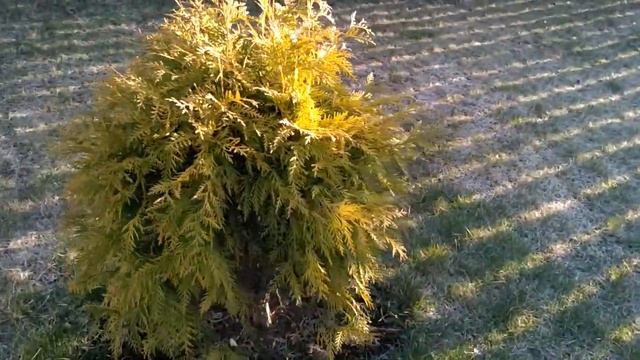 Шаровидная золотая туя смотреть онлайн