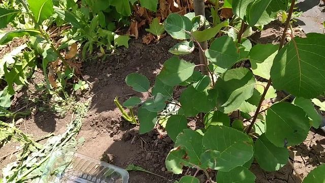 Канадская ирга Мартин обзор и дегустация