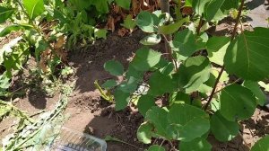 Канадская ирга Мартин обзор и дегустация