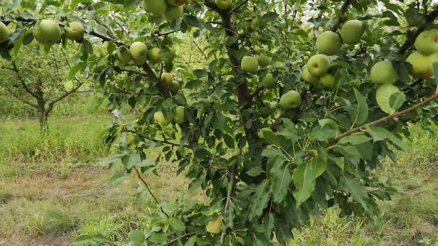 Груша Темболи (серия китайских груш  