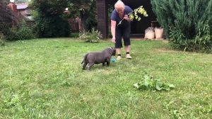 Американский булли ‘ покет’ мальчик 6 месяцев ‘ шоу