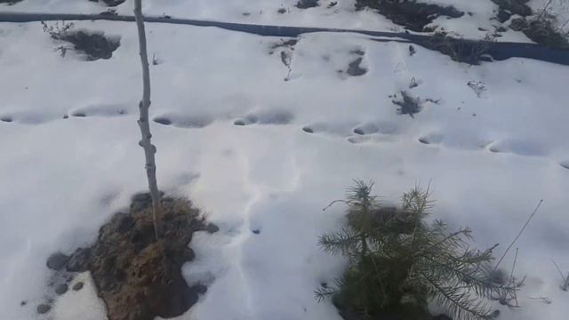 Как хранить растения в контейнерах зимой?