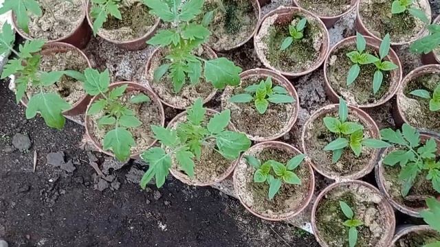 Рассада высокорослых томатов. Первая подкормка.