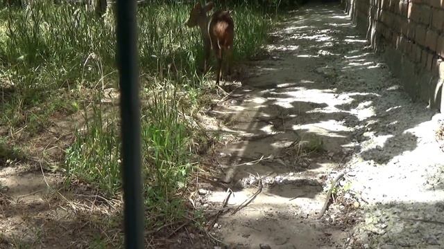 Детки кормят самого маленького оленя в мире! Олень с клыками-самочки без клыков! Обожаю! Мунтжак? смотреть онлайн