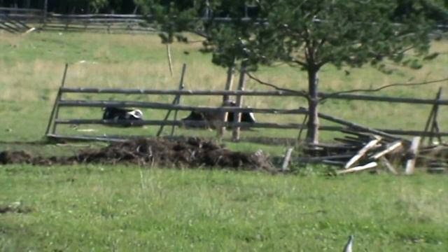 КУПИЛ ВИДЕОКАМЕРУ SONY DCR-SX 43