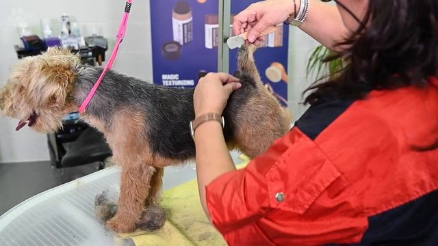 Grooming Fred The 5-month Old Lakeland Terrier | Kitty Talks Dogs - TRANSGROOM