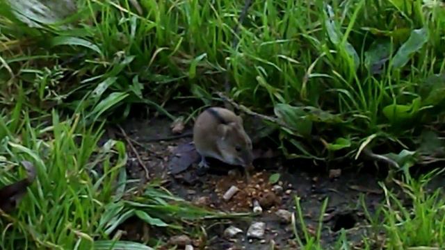 Нижняя Москва-река, рассвет и полевая мышка. смотреть онлайн