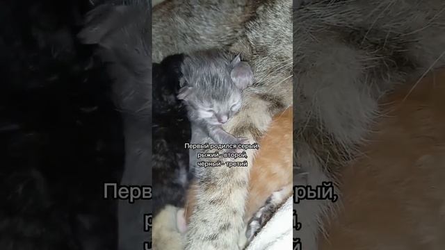 Серый котёнок, родился первый от Шотландской вислоухой кошки смотреть онлайн