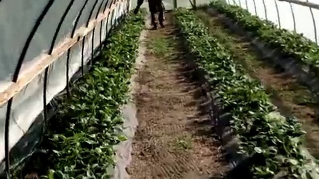 Обзор: Профилактика серой гнили на клубнике г. Омск Ферма "Омская Ягода". смотреть онлайн