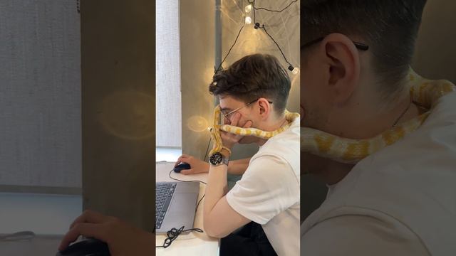 Маисовый полоз помогает мне в работе смотреть онлайн