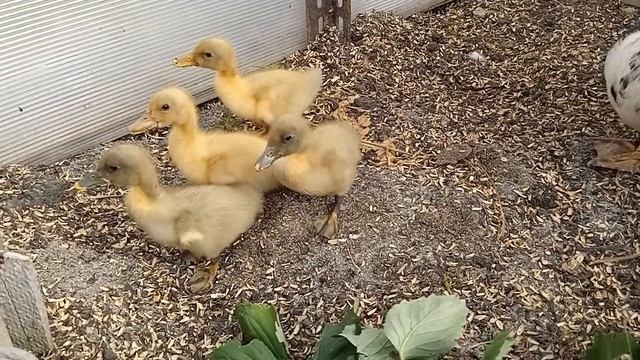 Кормушки для Утят. Какие Выбрать . Куры не Несутся смотреть онлайн