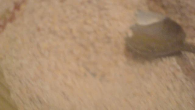 что такое наматода и как ее разводить?