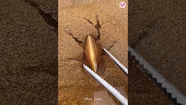 ASMR sea monster Shark Octopus Fishing Crab Lobster Squid Eel Turtle Snake Puffer fish #106 смотреть онлайн