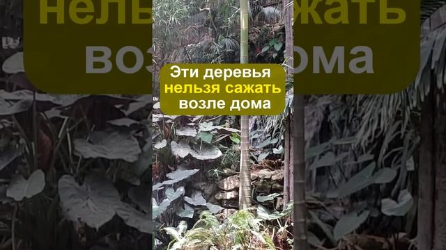 Забирают счастье и губят огород: эти деревья нельзя сажать возле дома смотреть онлайн