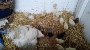 Цыплятам 7 дней)  🐥🐥🐥🐥
