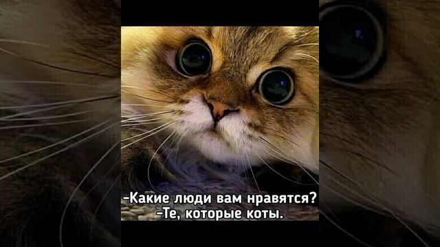 от котейки станет день светлей от котейки в небе радуга #мем Смешные картинки / #приколы ? смотреть онлайн