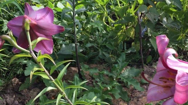 Лилия Pink Perfection смотреть онлайн