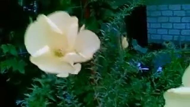 Мирабилис - Ночная Красавица смотреть онлайн