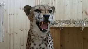 Сонная Ичель подпустила Сашу слишком близко!