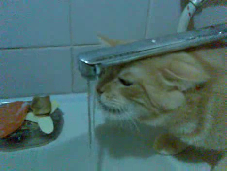 Похмелье у кота смотреть онлайн