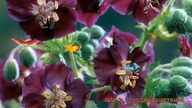 Герань тёмная Спрингтайм (geranium springtime) ? обзор: как сажать, саженцы герани Спрингтайм смотреть онлайн