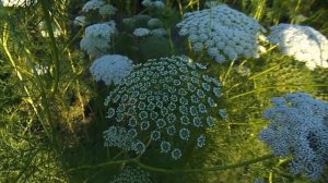 АММИ ЗУБНАЯ! СОВЕТУЮ ВЫРАСТИТЬ!!!