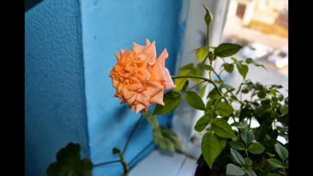 Цветы на окне смотреть онлайн