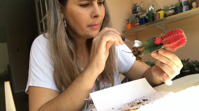 Cirurgia no cacto vermelho - Gymnocalycium mihanovichii Hibotan- parte II смотреть онлайн