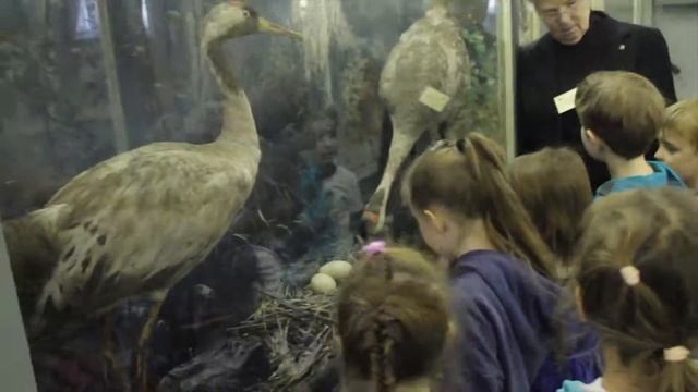 СПб, Зоологический музей, детская экскурсия, 2015 год