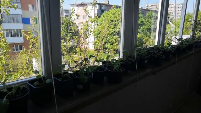 Как я сделала теплицу на балконе смотреть онлайн