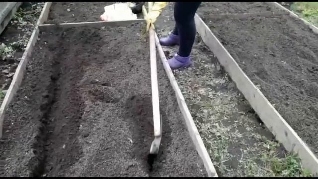 ДАЧНЫЙ ВЛОГ. СОВЕТ ОТ ТЁЩИ/САЖАЮ КАРТОФЕЛЬ, ВЫРАЩЕННЫЙ В ОПИЛКАХ/ГОРЧИЦУ/ГОРОХ смотреть онлайн