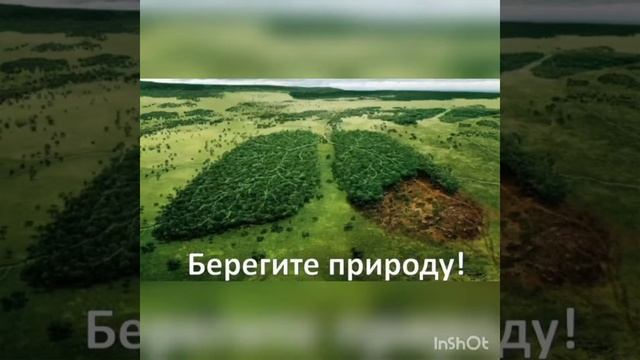 Познавательная программа «Берегите лес!». смотреть онлайн