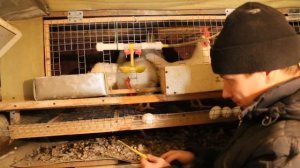 размеры клетки для несушек