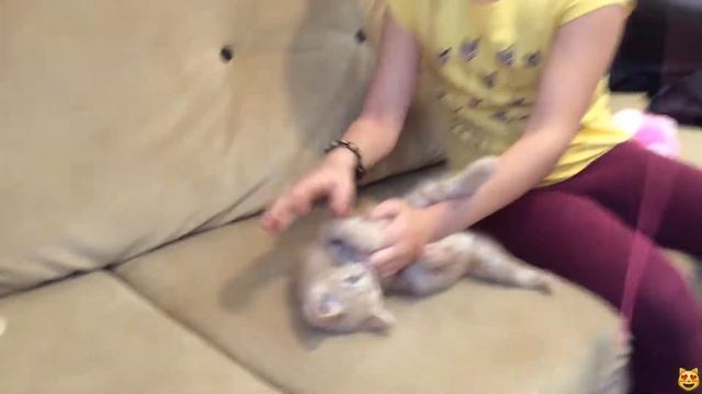 котёнок Бося// как выбрать здорового котёнка/??? смотреть онлайн