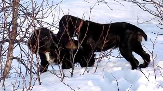 Русская охотничья спаниелька - Зара смотреть онлайн