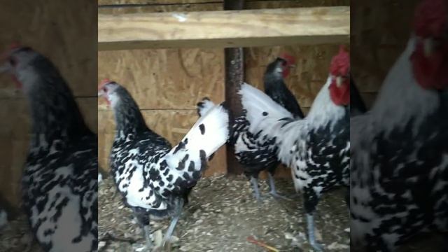 декоративные порода кур смотреть онлайн