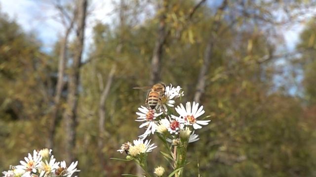 Hyssop For Honey Bees, Hyssop Agastache, provides nectar for bees from June through October! смотреть онлайн