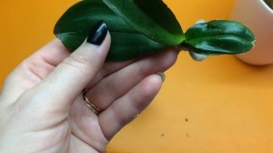 Как отделить прикорневую детку орхидеи фаленопсис. Пересадка детки орхидеи фаленопсис.