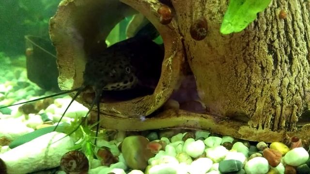 Где живёт сом таракатум, Where does catfish tarakatum live смотреть онлайн