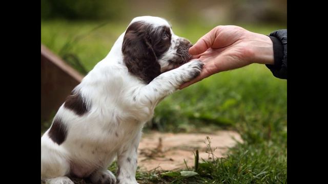 группа Мозаика Собачья жизнь смотреть онлайн
