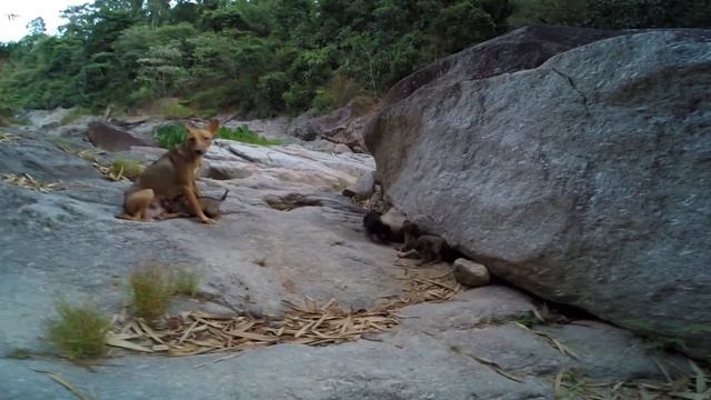 Тайланд: Водопад.Взяли Байк. Опять Вписались смотреть онлайн