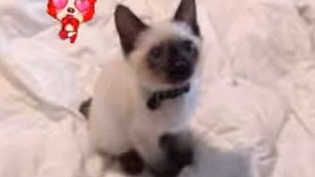 Котёнок по имени Гав смотреть онлайн