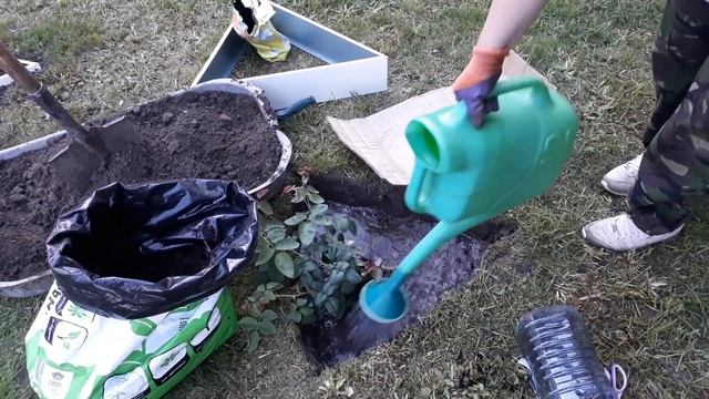 Посадка розы в открытый грунт смотреть онлайн