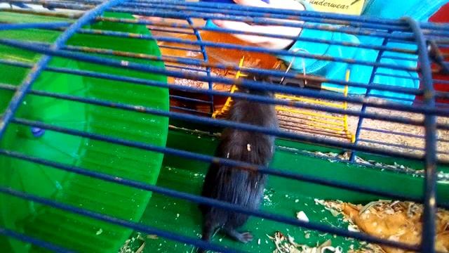 Домашний корм для моего питомца.2-я часть смотреть онлайн